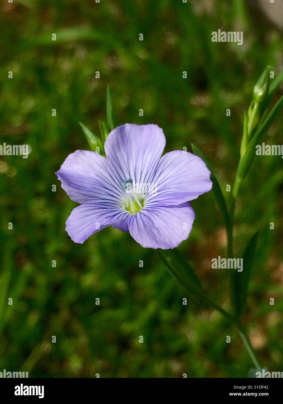 Dainty purple flower Stock Photo