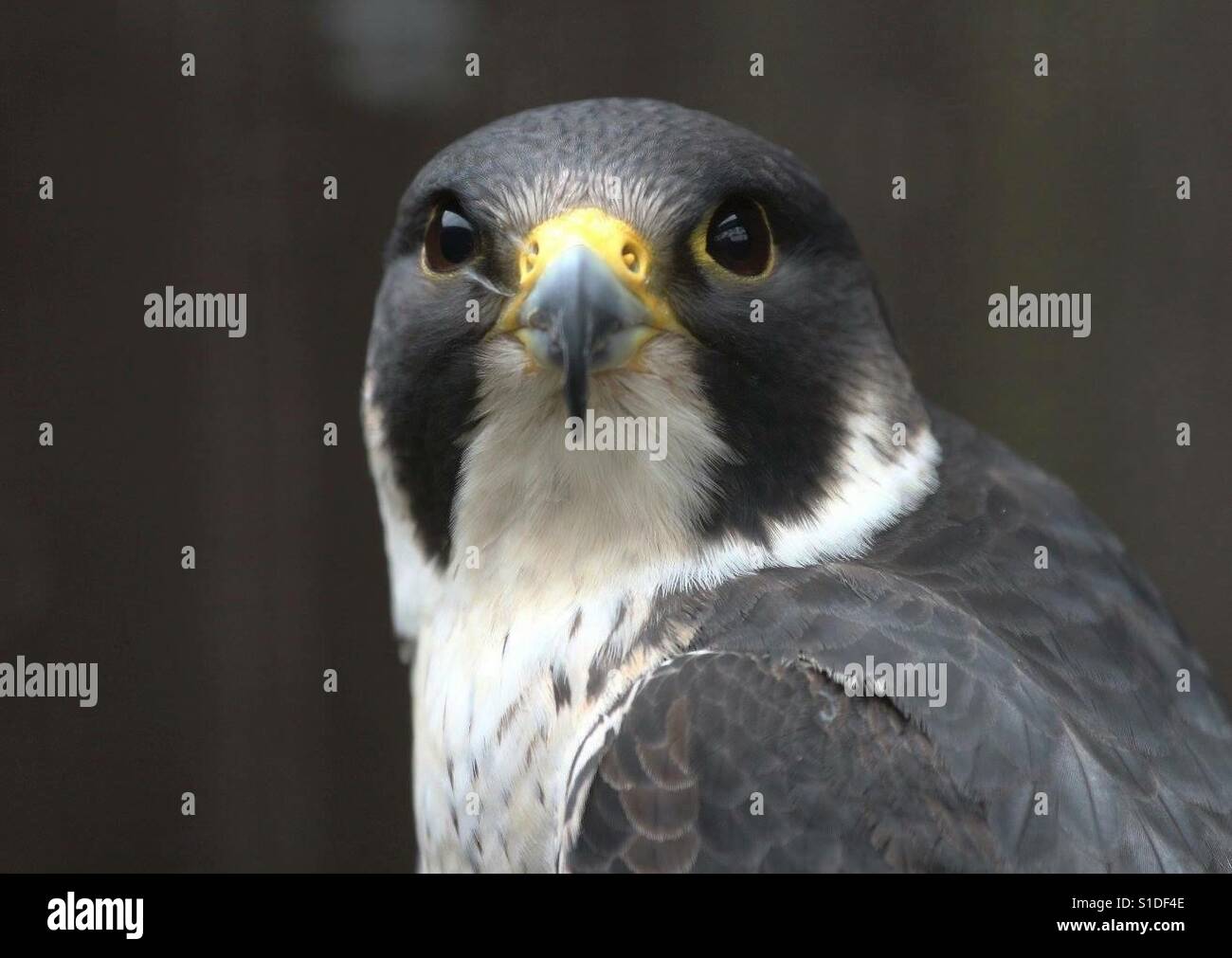 Peregrine Falcon - Smartphone Captured Stock Image