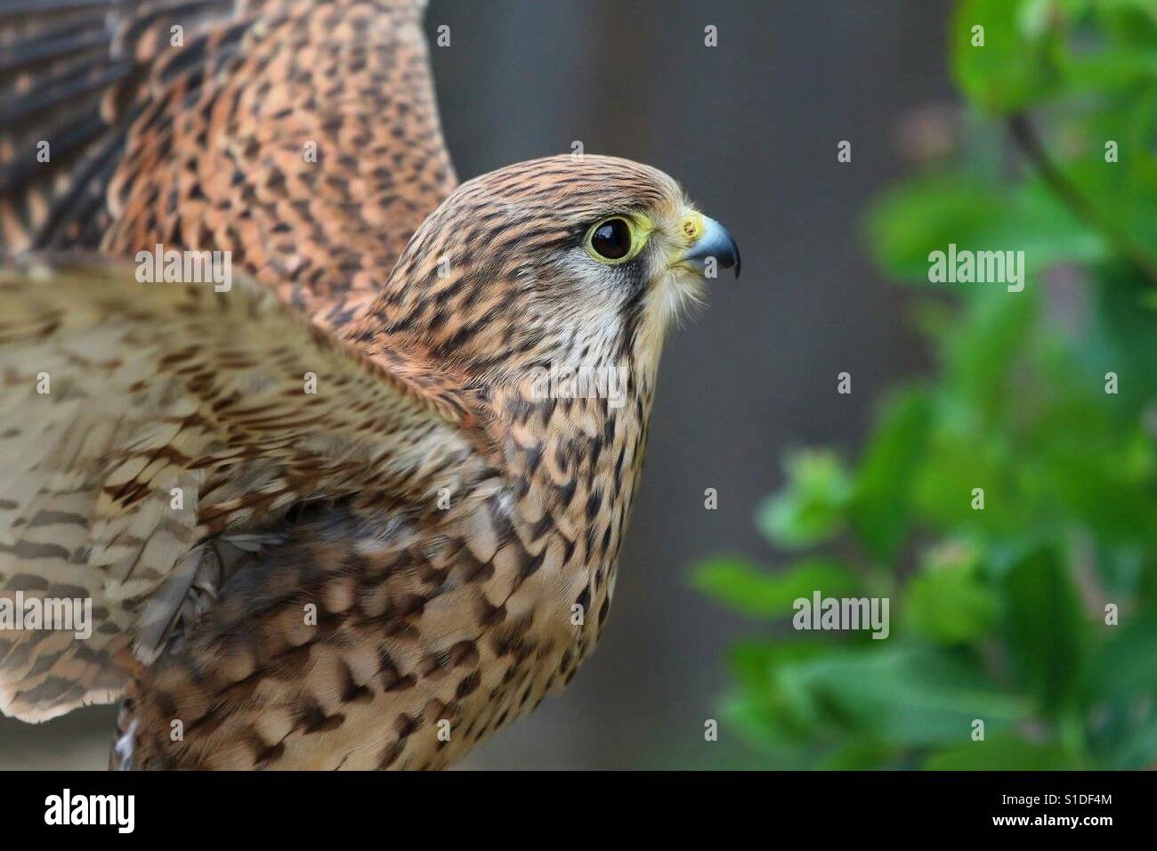 Common Kestrel - Smartphone Captured Stock Image