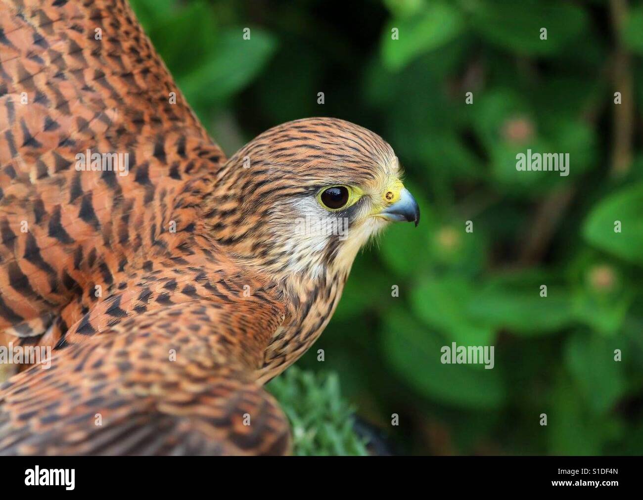 Common Kestrel - Smartphone Captured Stock Image