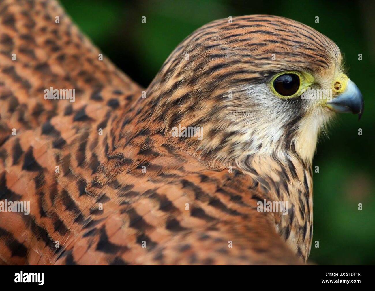 Cute Kestrel - Smartphone Captured Stock Image