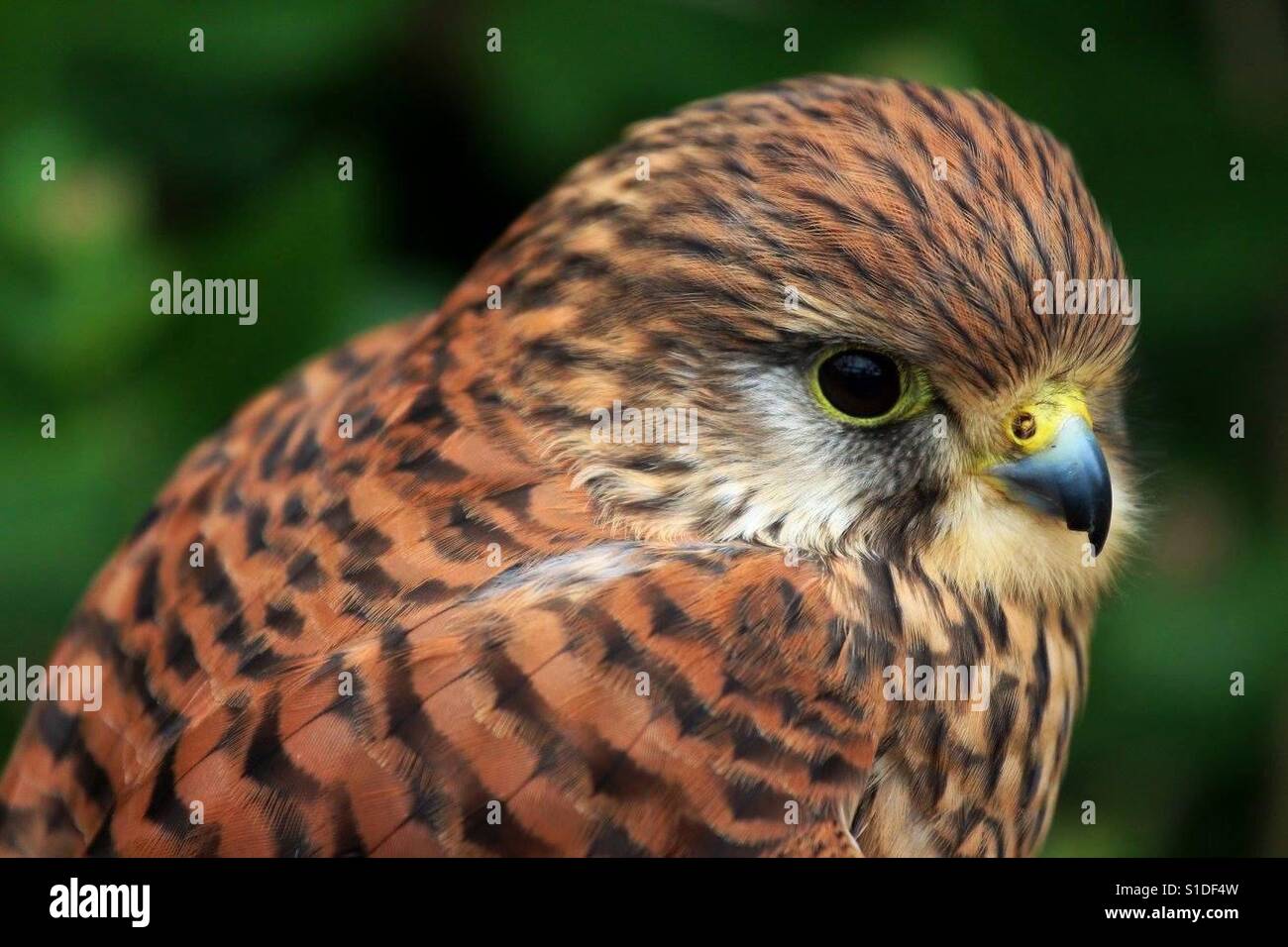 Super Cute Common Kestrel - Smartphone Captured Stock Image