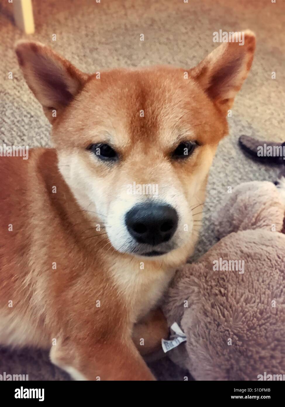 Shiba inu Stock Photo: 310698987 - Alamy