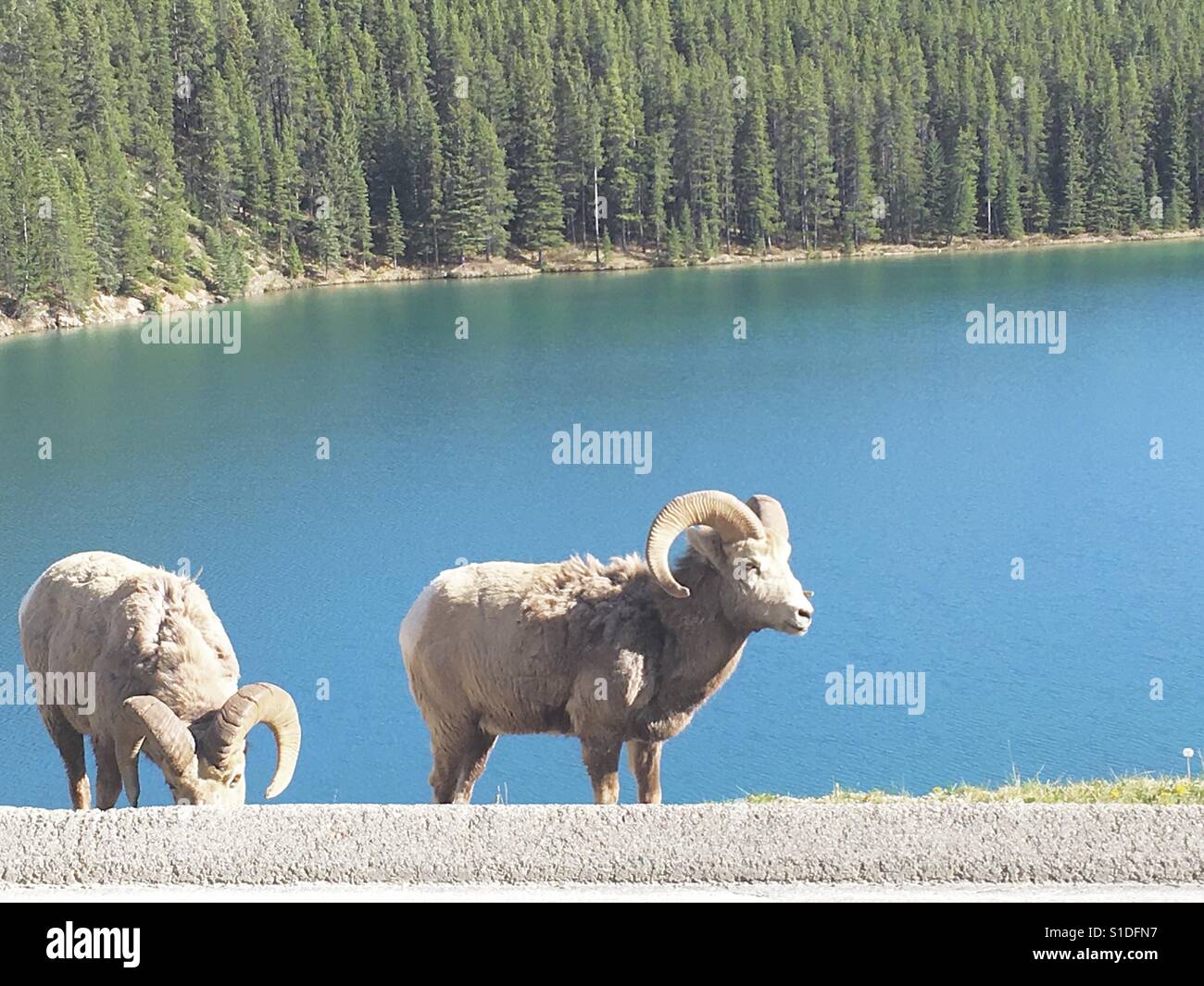 Big horned sheep at jasper national park Stock Photo