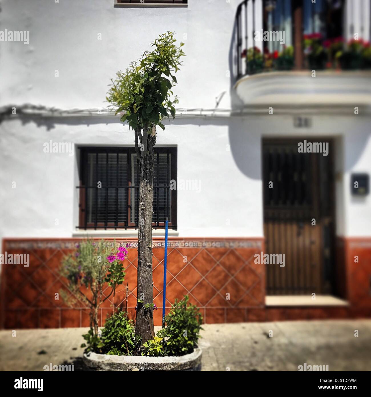 An over pruned orange tree in Prado del Rey, Sierra de Cadiz, Andalusia, Spain. Over pruning is the worst mistake in tree maintenance and damages the tree and kill them on the long term. - Smartphone Captured Stock Image