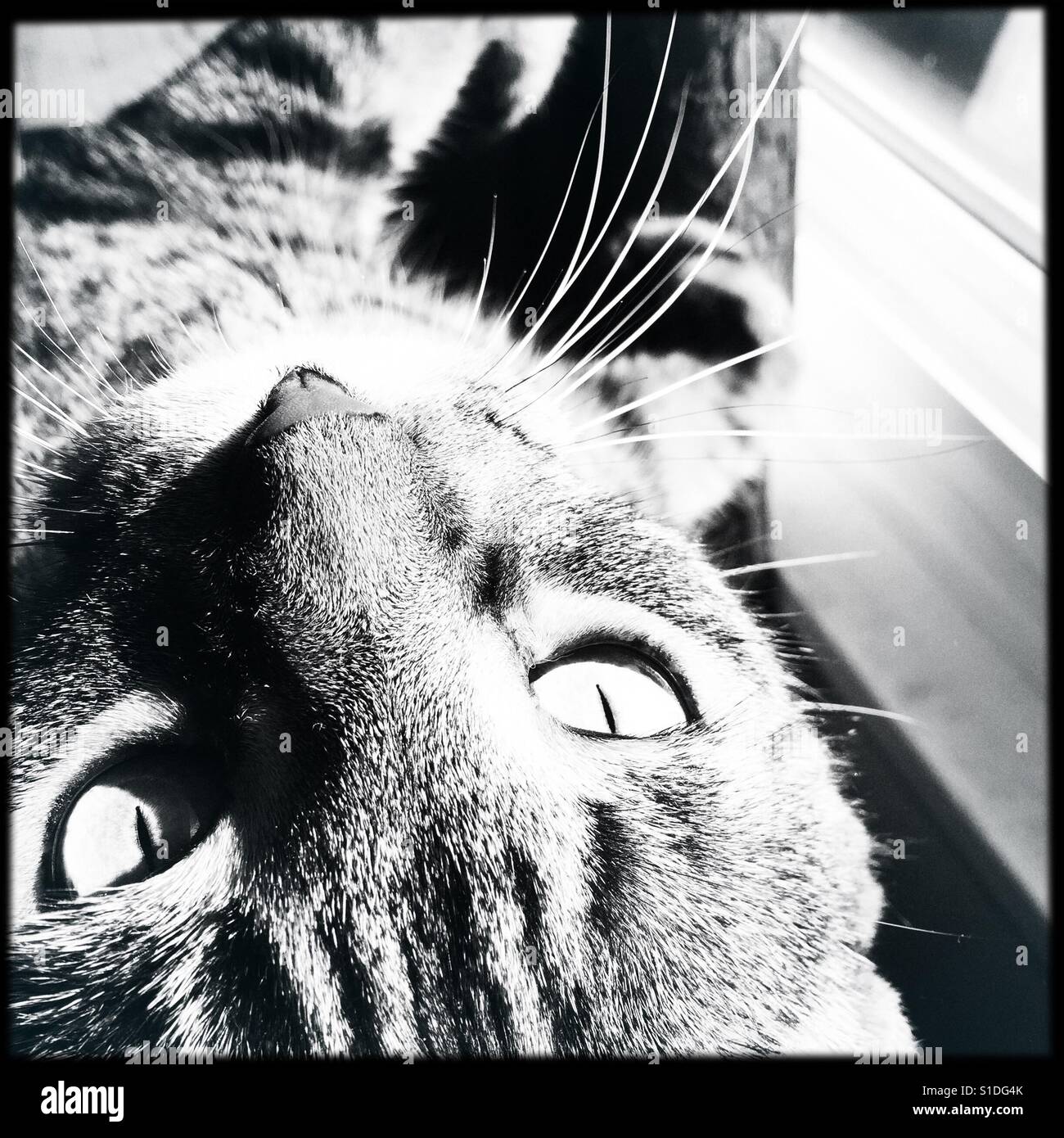 Upside down cat ? - Smartphone Captured Stock Image