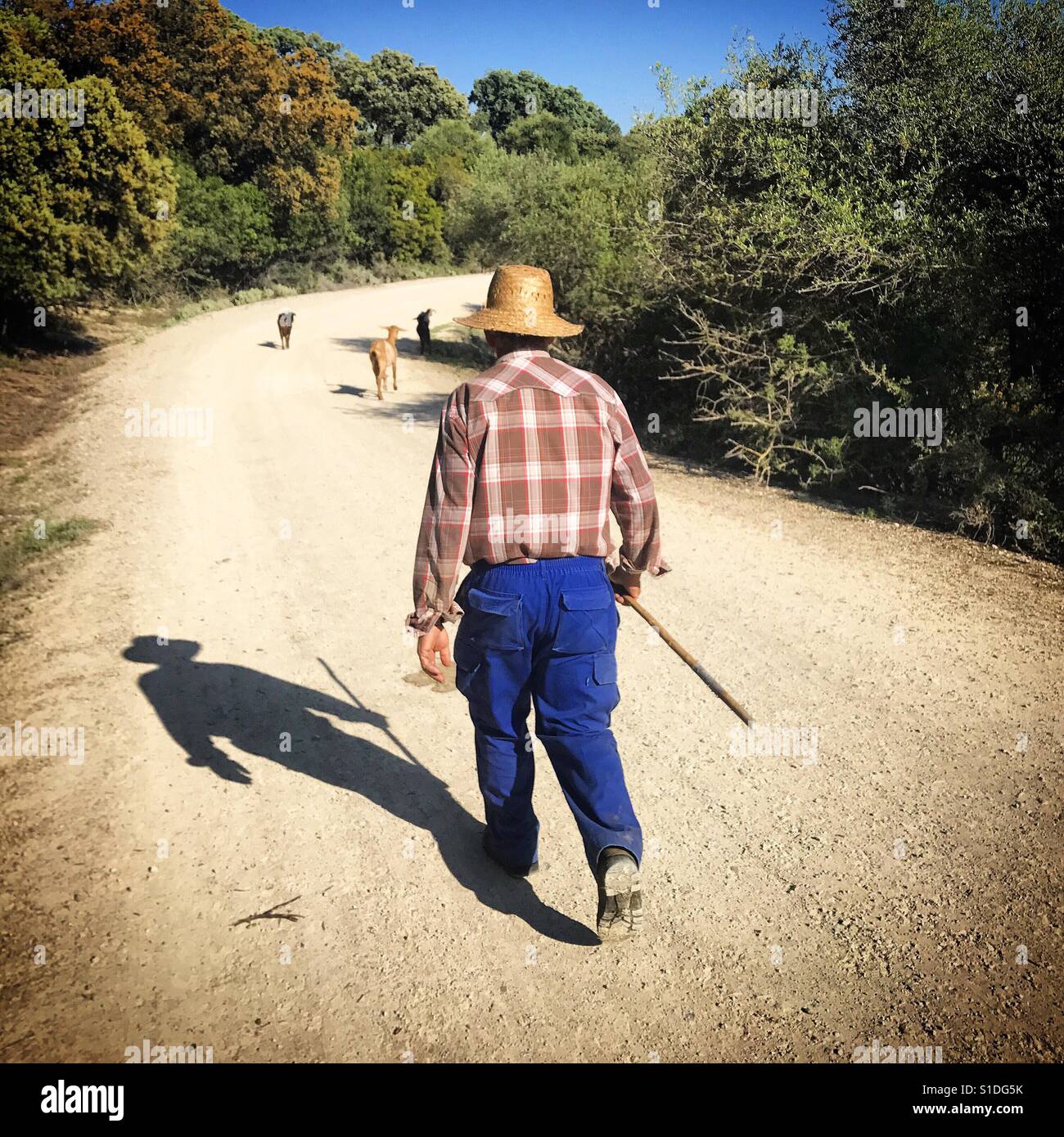 A goatherd walks with his goats in a dirt road in Prado del Rey, Sierra de Cadiz, Andalusia, Spain - Smartphone Captured Stock Image
