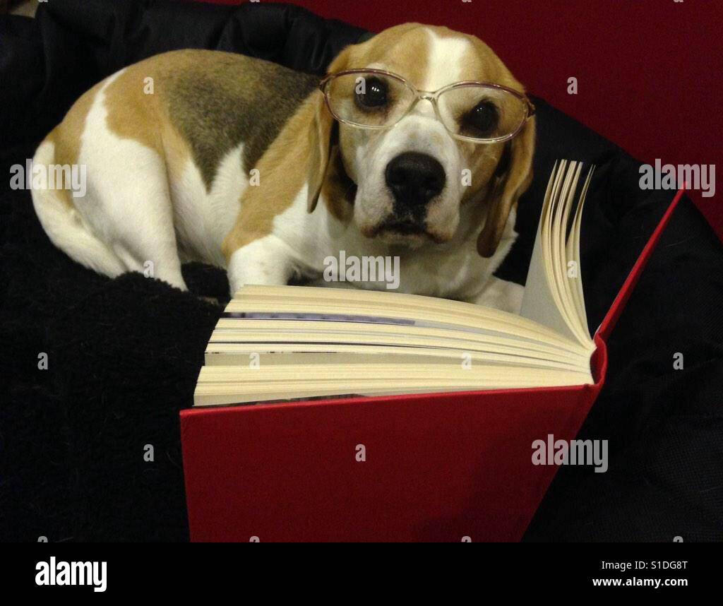 Legal Beagle Stock Photo 310699448 Alamy