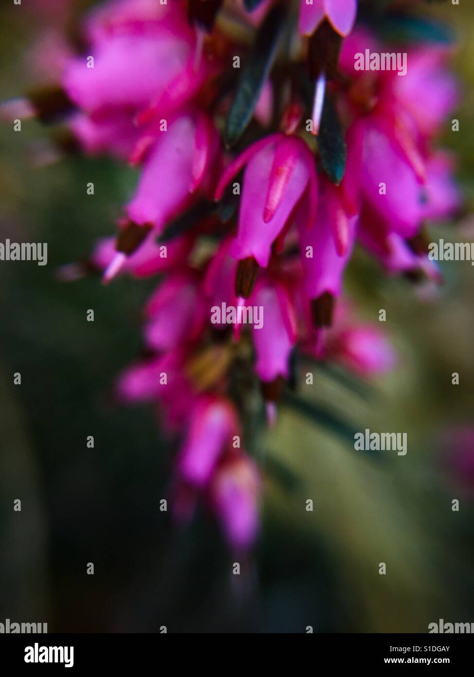 Tiny Passion flowers - Smartphone Captured Stock Image