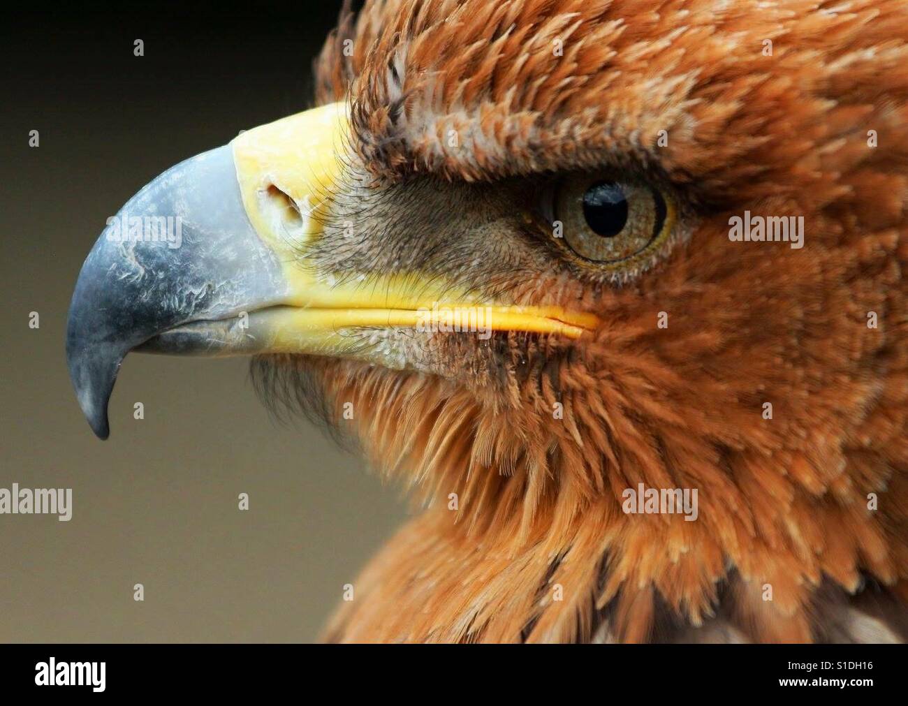 Angry Bird - Tawny Eagle - Smartphone Captured Stock Image