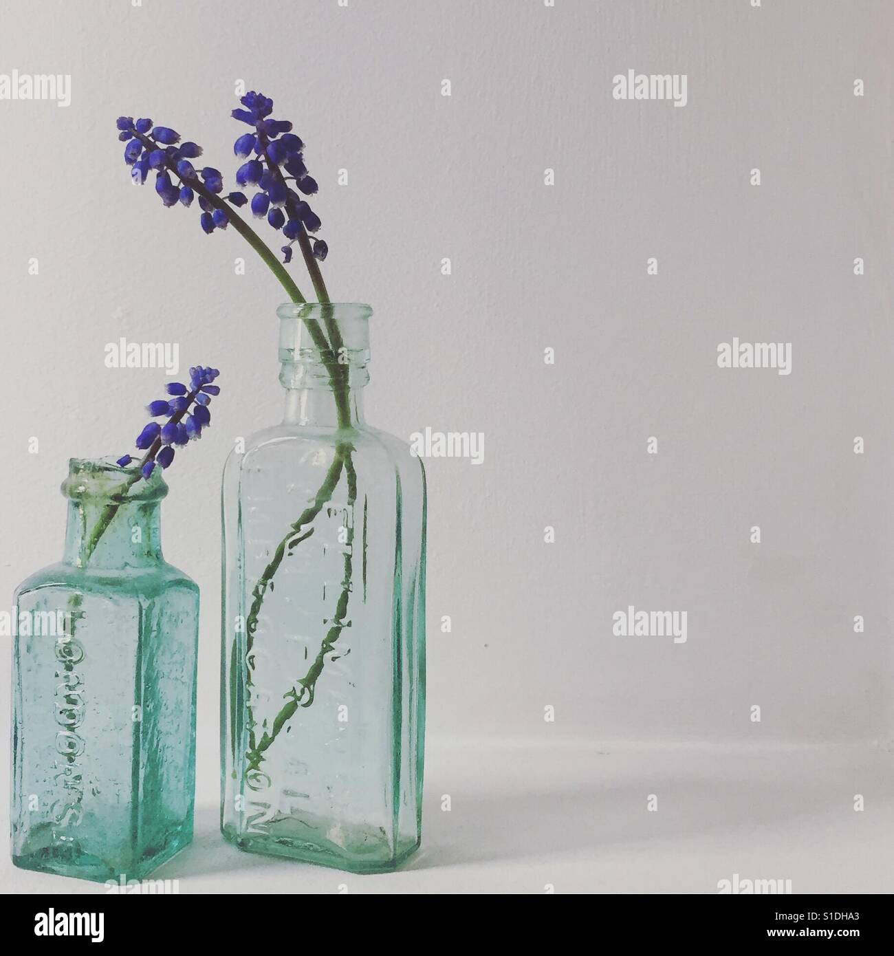 Grape hyacinths in glass medicine bottles Stock Photo