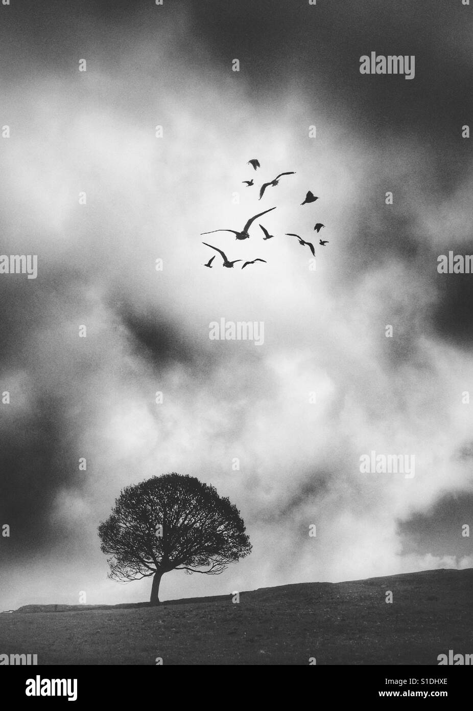 Lone tree against dramatic sky with birds flying overhead Stock Photo
