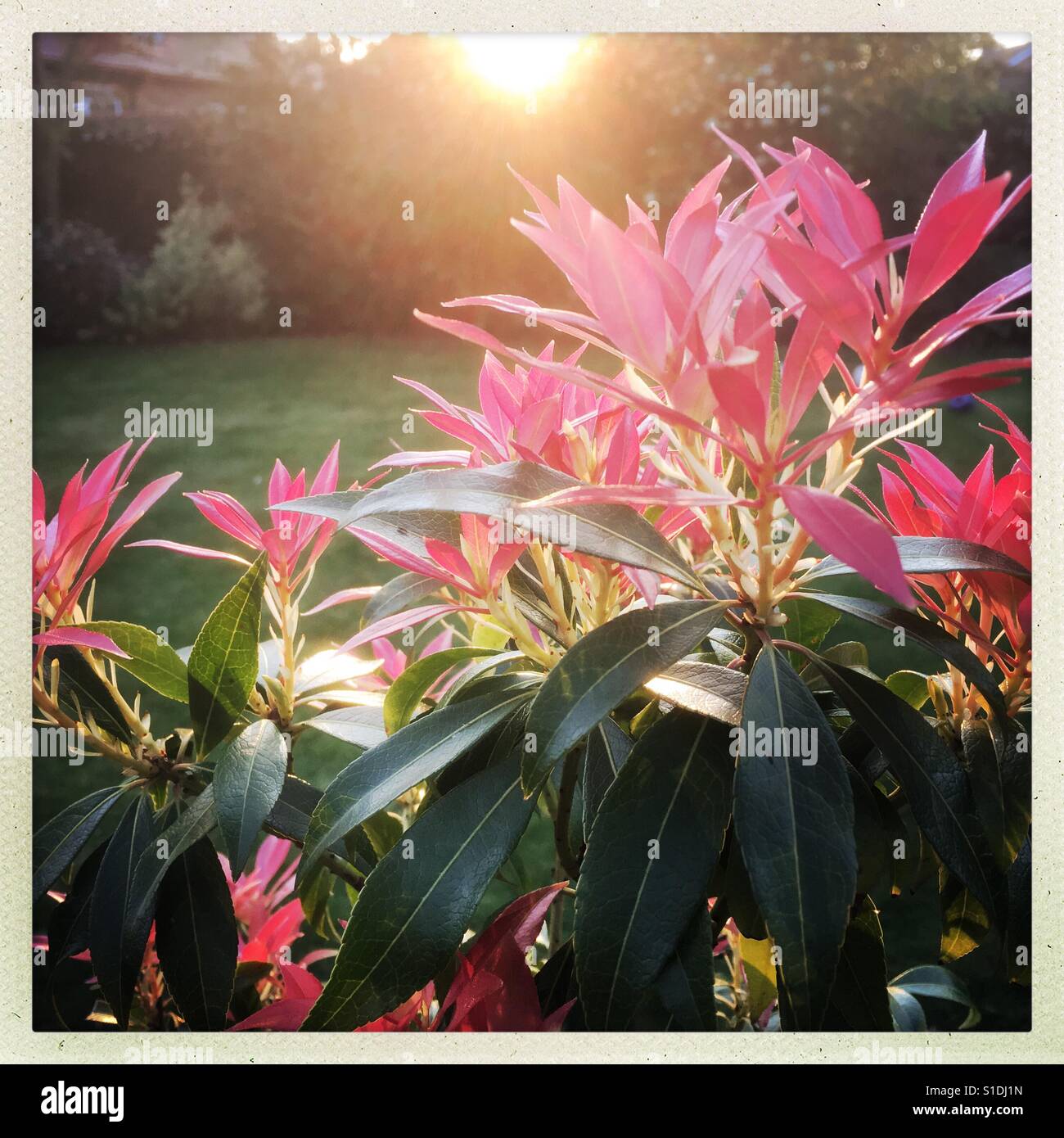 Pieris plant in spring with bright evening sunlight - Smartphone Captured Stock Image