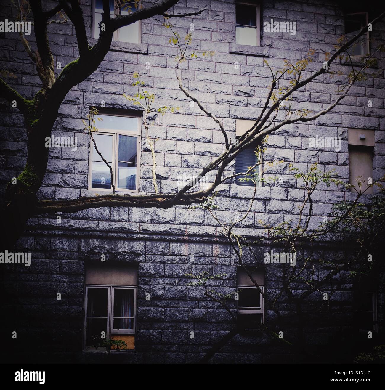 Dark scene of trees with heritage building wall background. - Smartphone Captured Stock Image