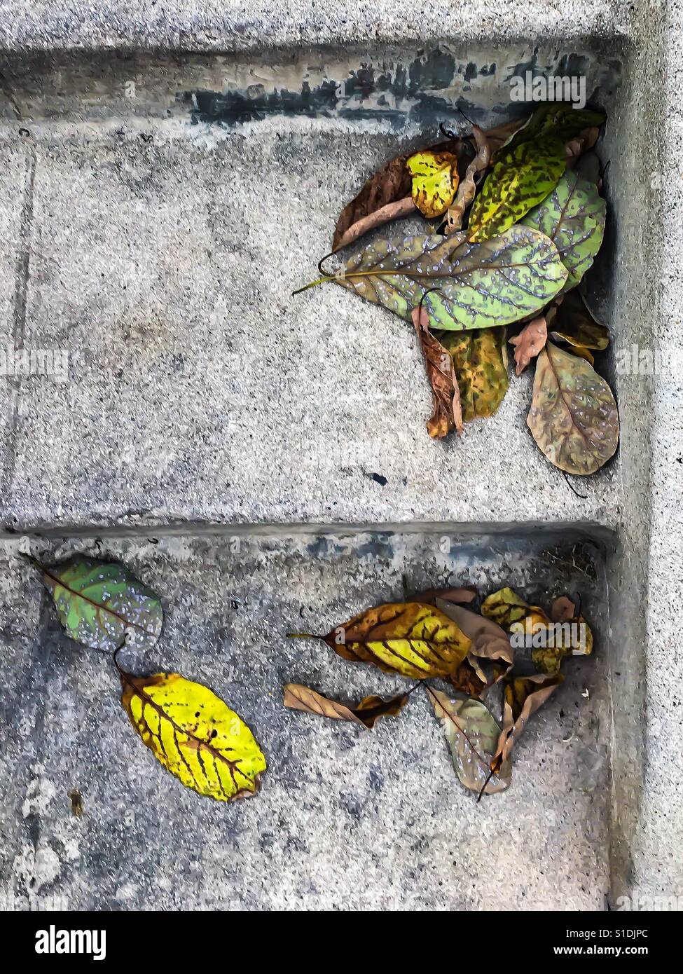 Dry leaves separated by only a cement step Stock Photo
