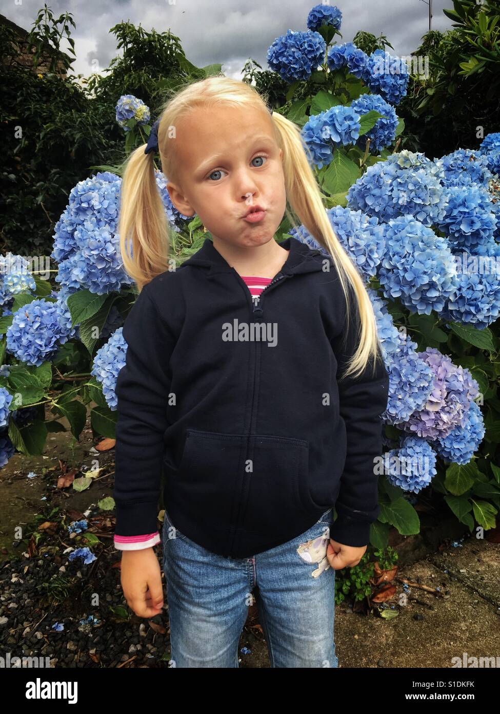 Portrait of 4 year old blonde hair blue eyed girl in front of a blue hydrangea bush in the Lake District, England, United Kingdom Stock Photo