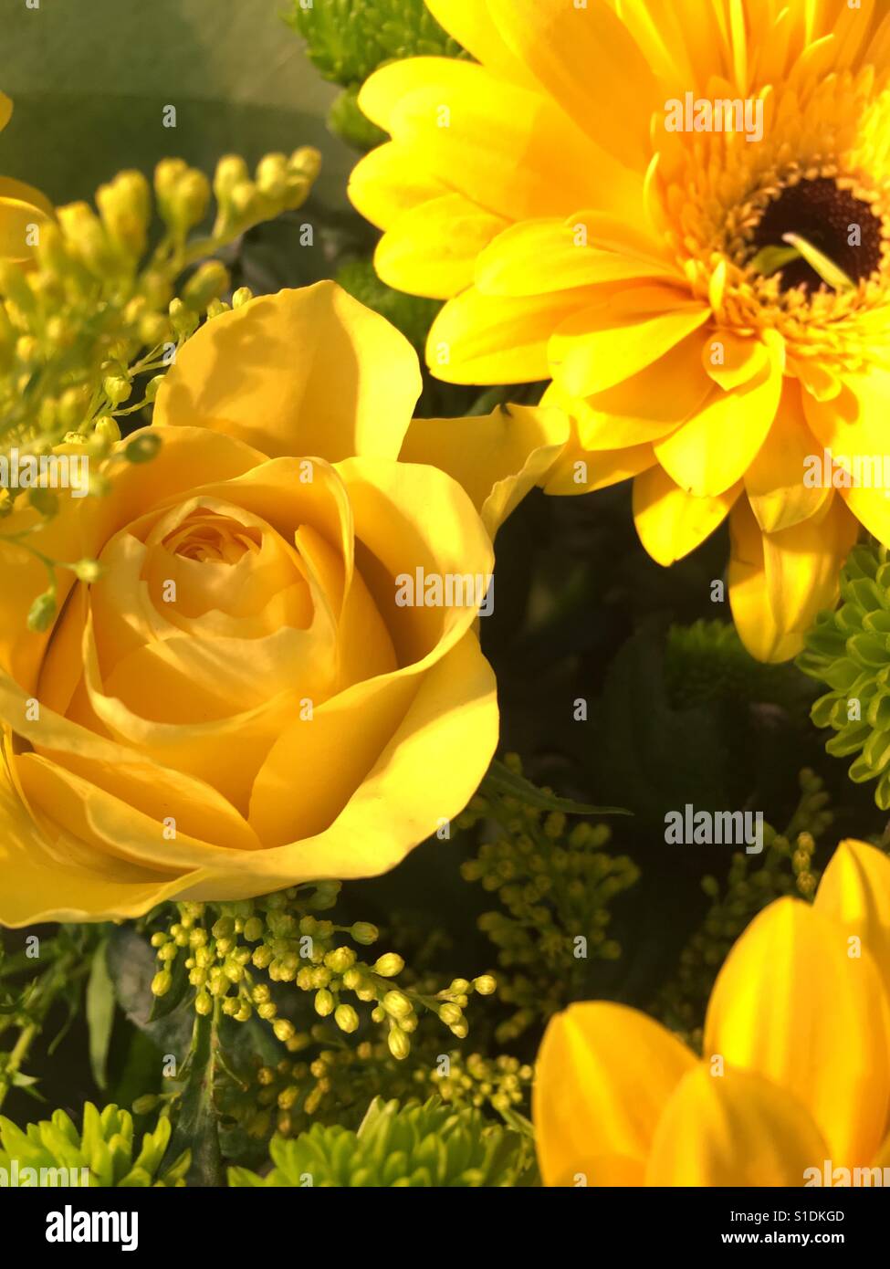 When Spring Is Sprung Stock Photo Alamy