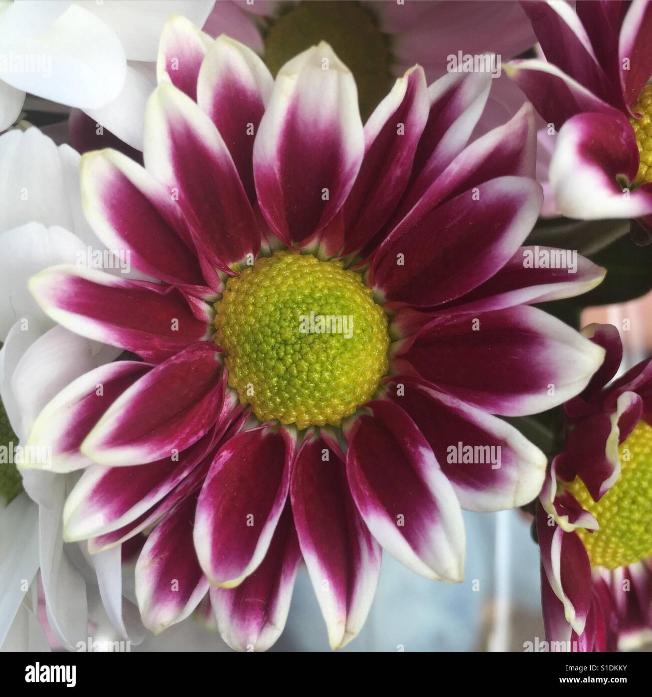 Beautiful single flower Stock Photo Alamy