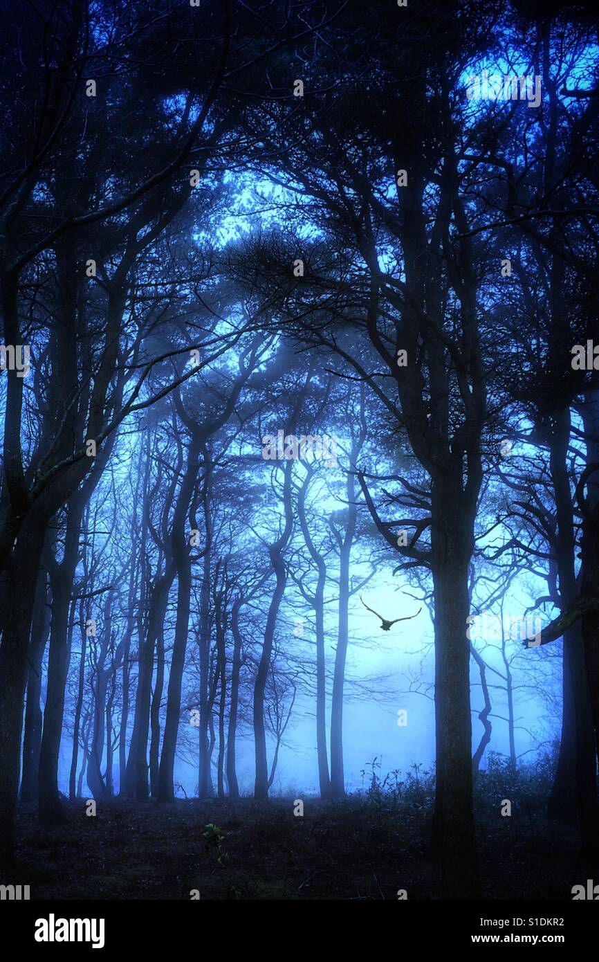 Eagle flying by moonlight through a misty wood - Smartphone Captured Stock Image