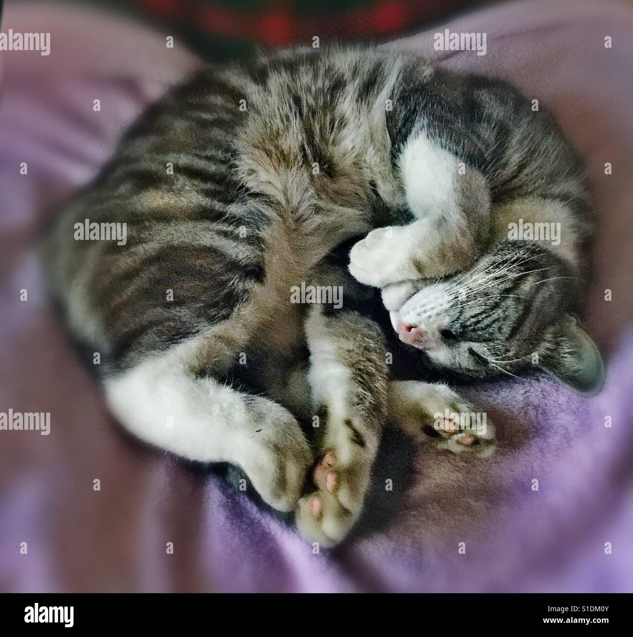Sleeping cat... gracefully... - Smartphone Captured Stock Image