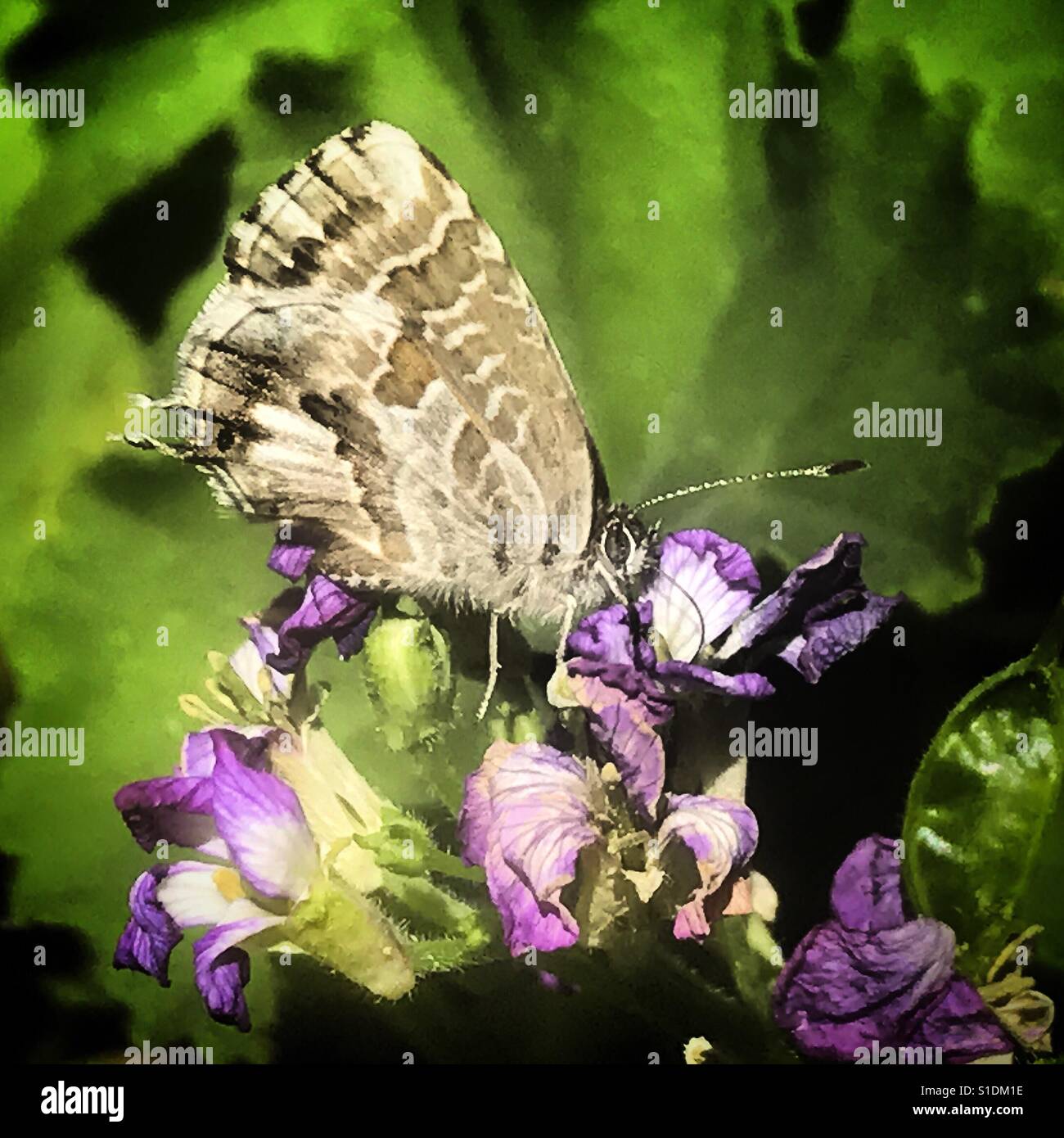 A butterfly pollinates a flowers in Prado del Rey, Sierra de Cadiz, Andalusia, Spain Stock Photo