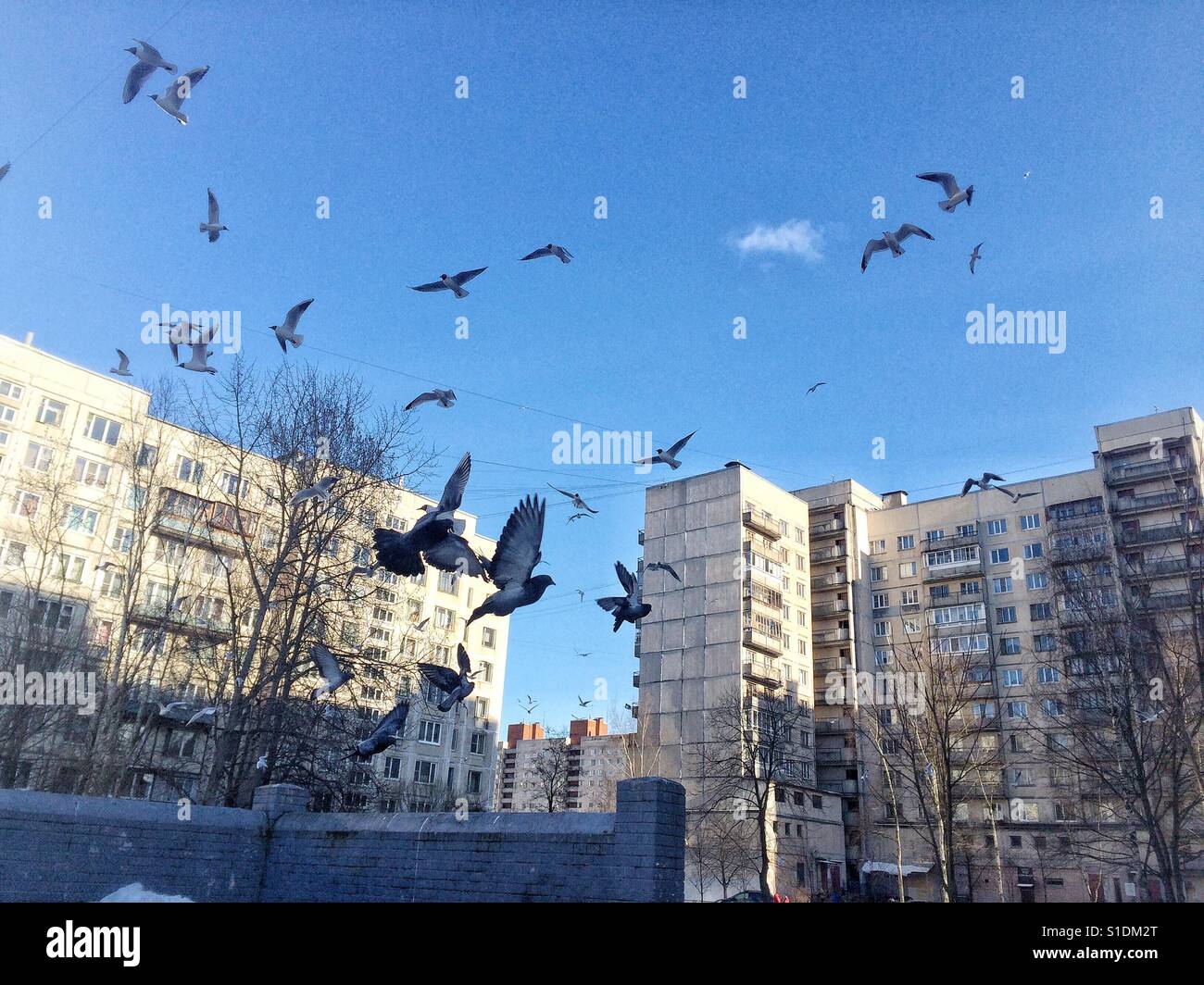 Birds in the city - Unusual storm of birds flying over a suburban area in St. Petersburg, Russia Stock Photo