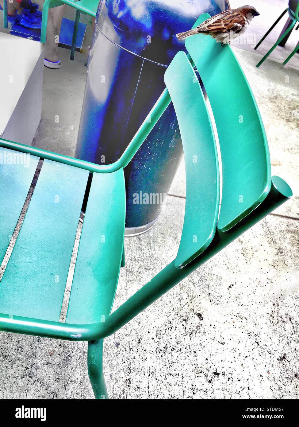 Bird on a chair - Smartphone Captured Stock Image