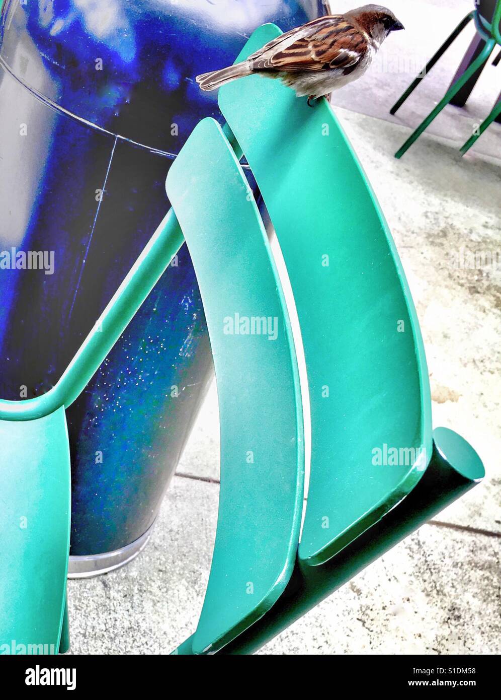 Bird on a chair - Smartphone Captured Stock Image