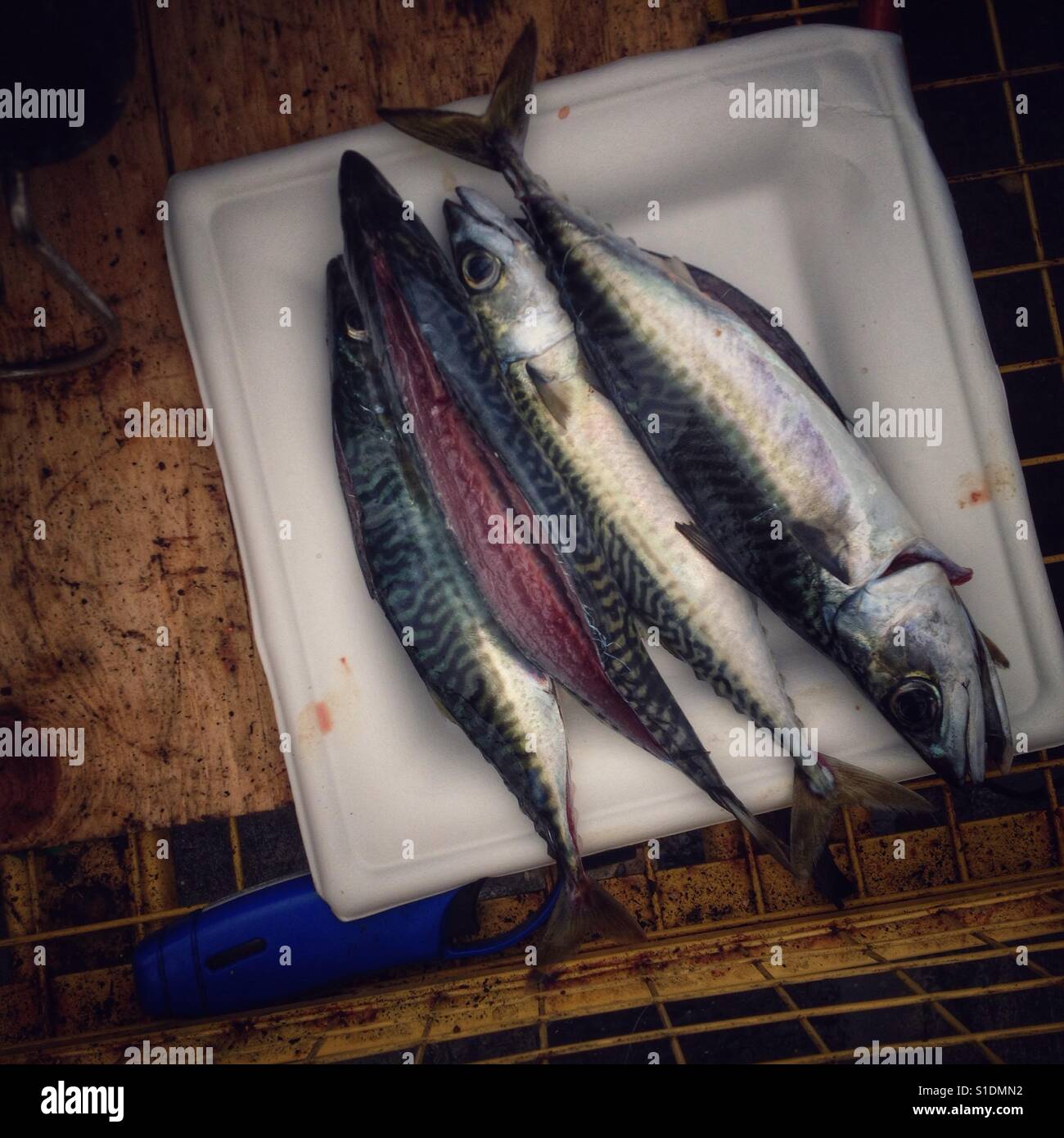 Caught fish on the pier in Pacigica California - Smartphone Captured Stock Image