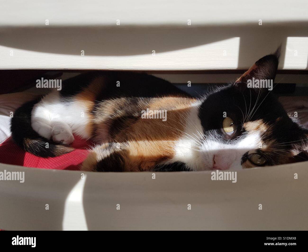 Cat lying in sun - Smartphone Captured Stock Image