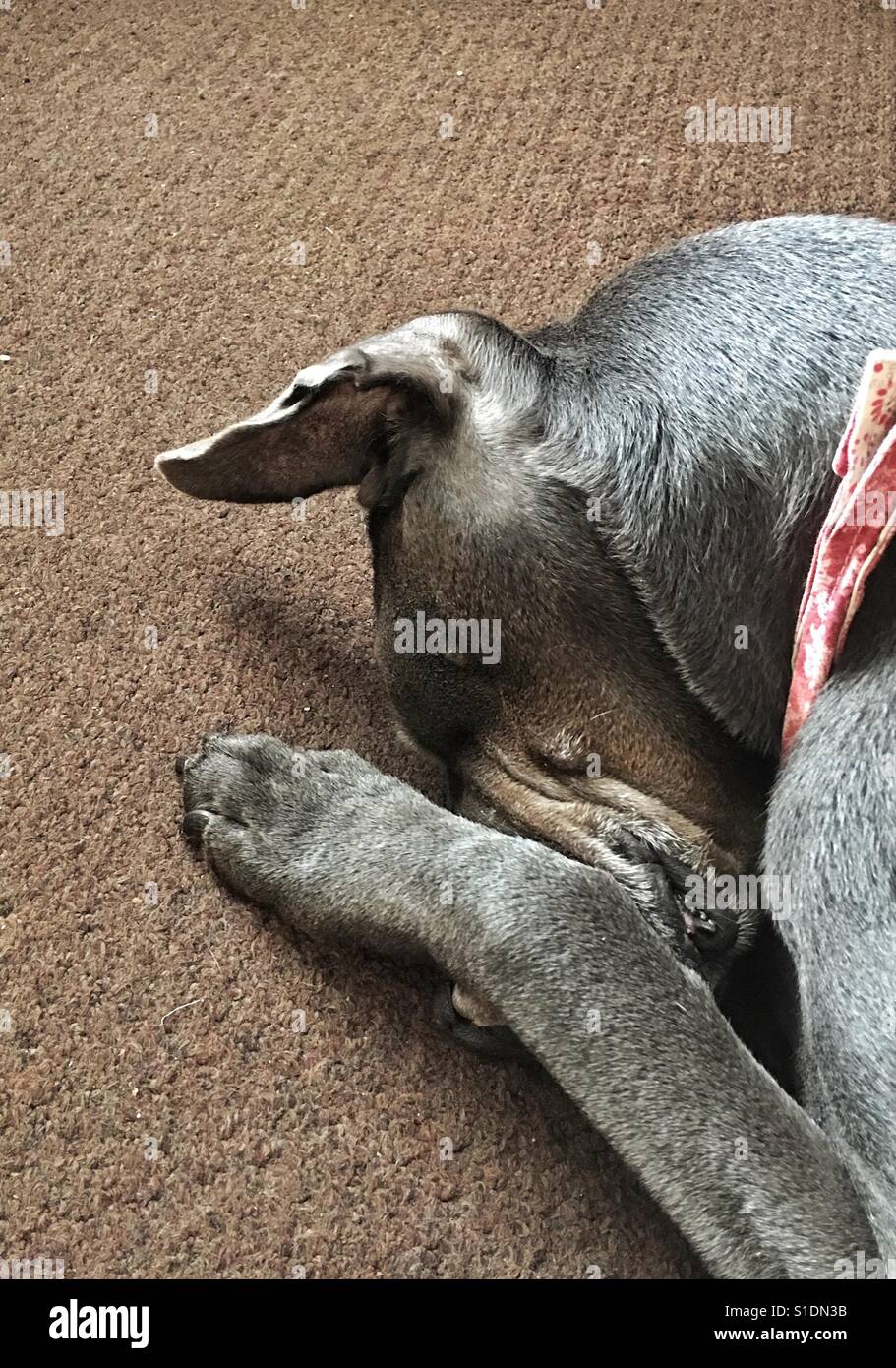 Dog Hiding Face Stock Photos & Dog Hiding Face Stock Images Alamy