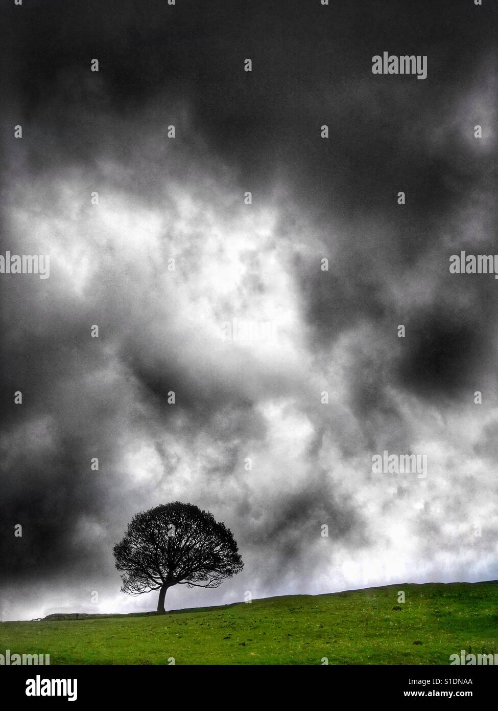 Lone tree dramatic clouds hi-res stock photography and images - Alamy