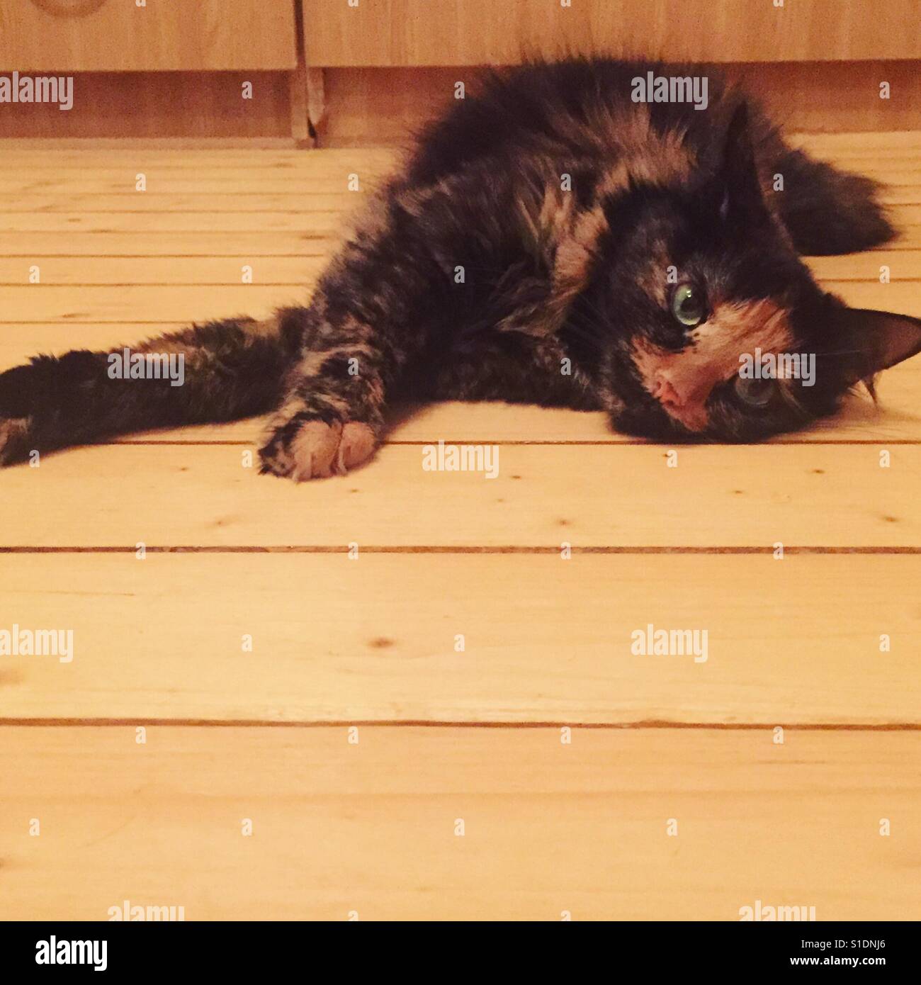 Cat laying down on the floor Stock Photo Alamy