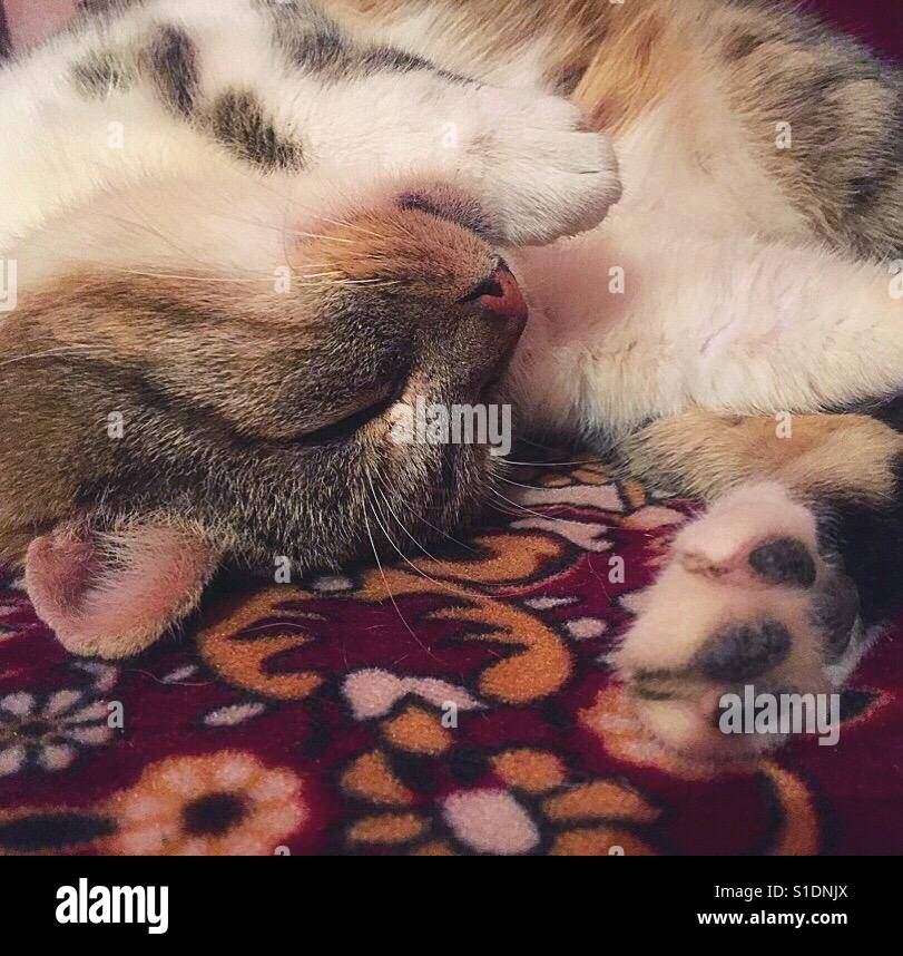 Sleeping cat (nose and paws Stock Photo Alamy