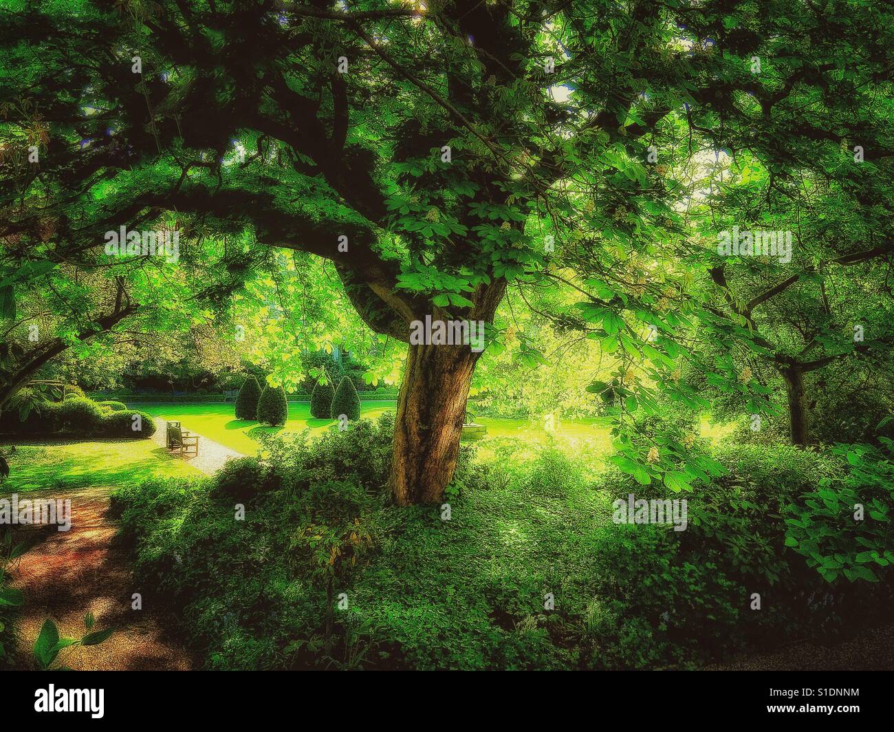 A tree in Sloane street. - Smartphone Captured Stock Image