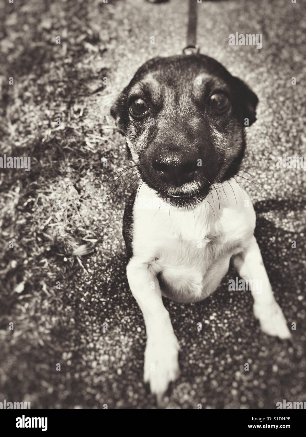Jumping Jack Russell Black and White Stock Photo Alamy