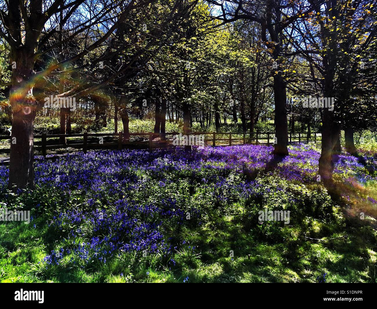 Spring Bluebells at Bawdsey Stock Photo