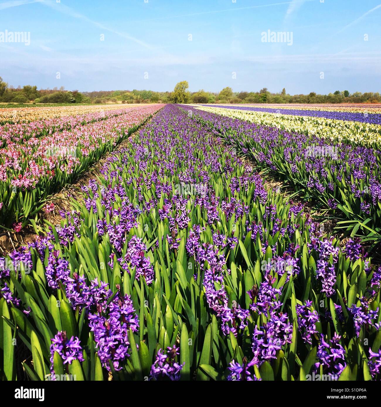 Flower fields in Holland Stock Photo - Alamy