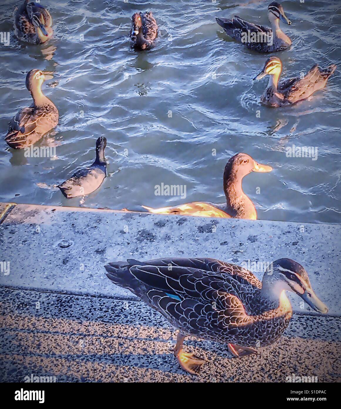 Ducks' Stock Photo