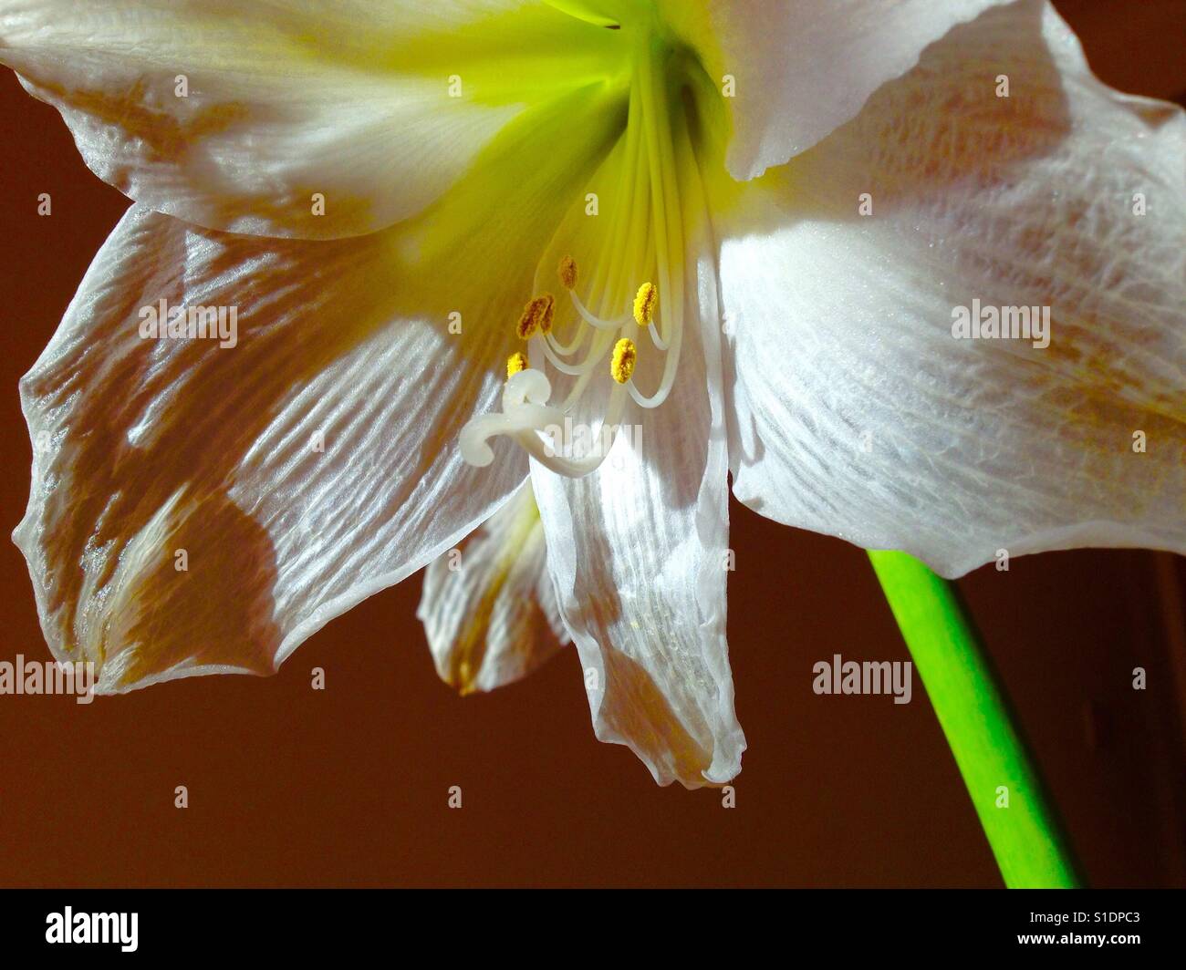 Wilting and faded Amaryllis flower in the process of dying. Stock Photo
