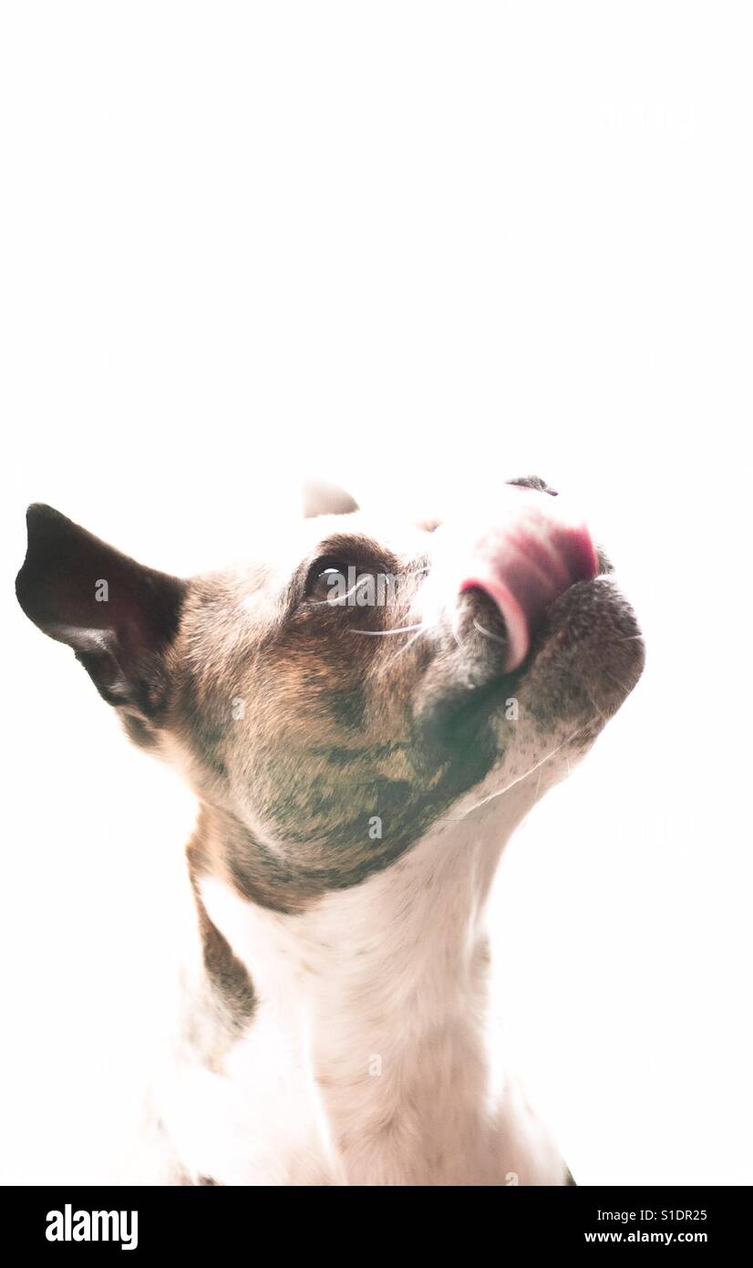 Dog licking his lips Stock Photo Alamy