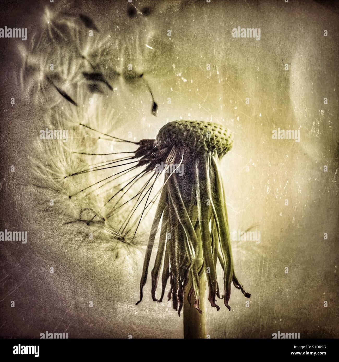 Dying dandelion sheds its final seeds - Smartphone Captured Stock Image