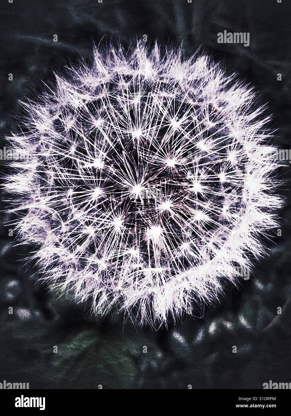 Dandelion seed head - Smartphone Captured Stock Image
