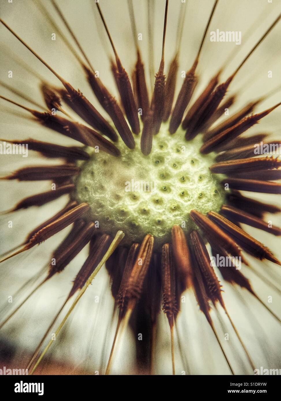 Wildflower seeds hi-res stock photography and images - Alamy