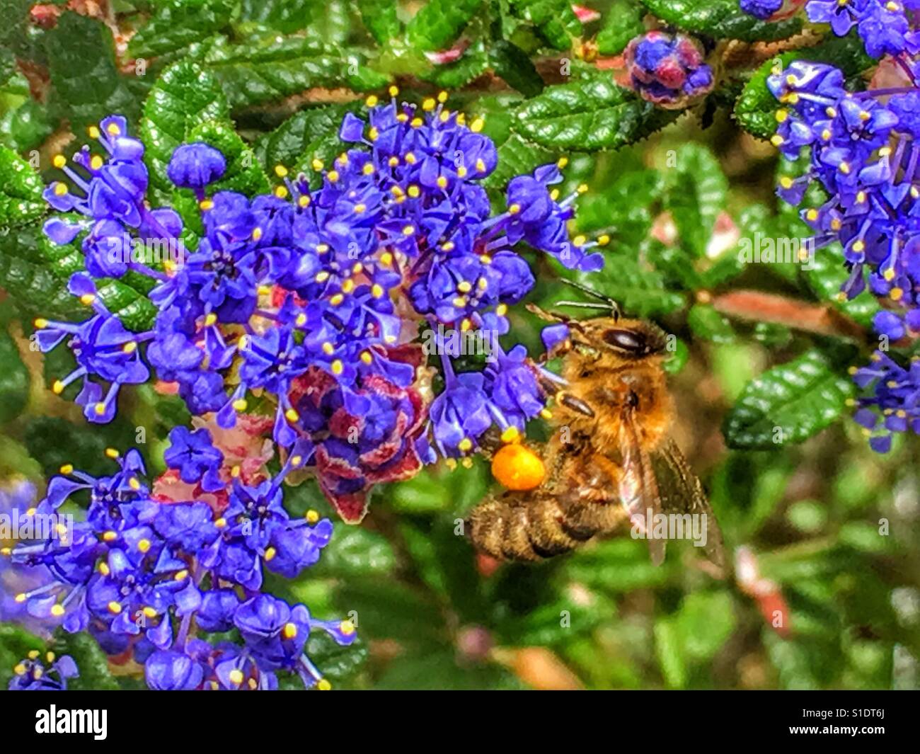 Bee on ceanothus flowers Stock Photo