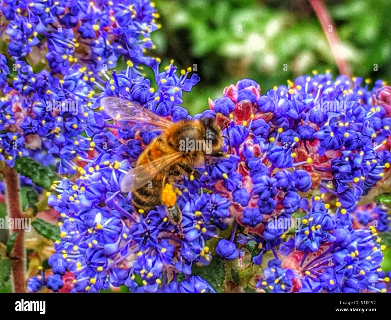 Busy bee on blue Ceanothus flowers Stock Photo