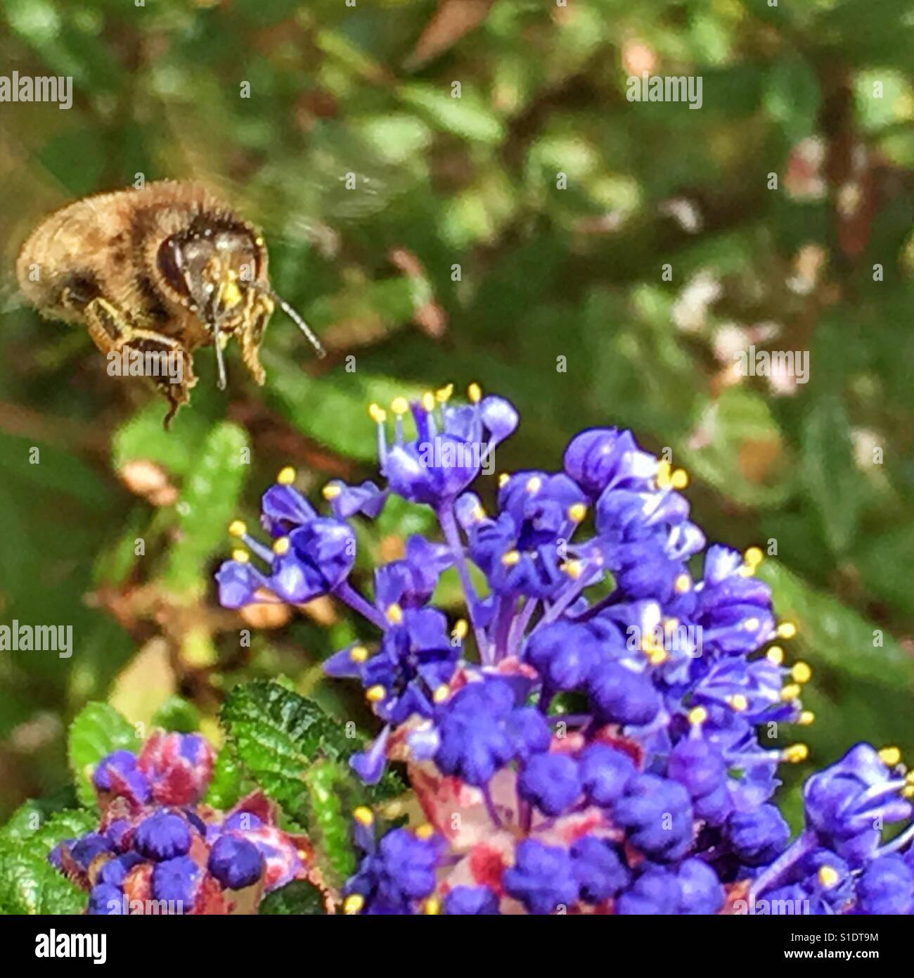 Busy bee in flight over Ceanothus flowers - Smartphone Captured Stock Image Busy bee in flight over Ceanothus flowers - Smartphone Captured Stock Image