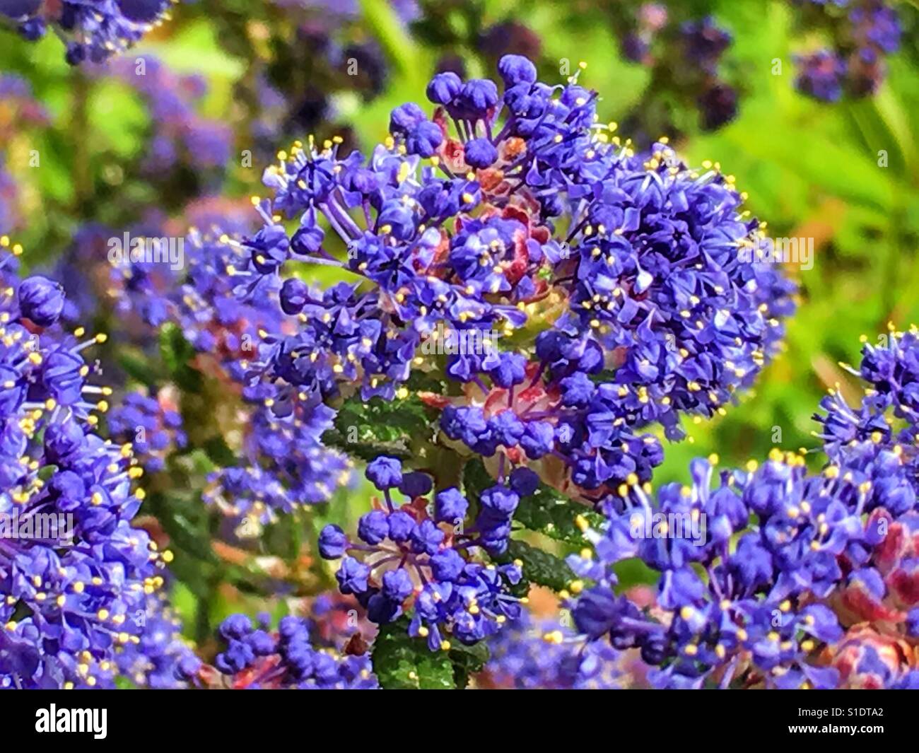 Ceanothus, also known as California lilac or Wild lilac Stock Photo