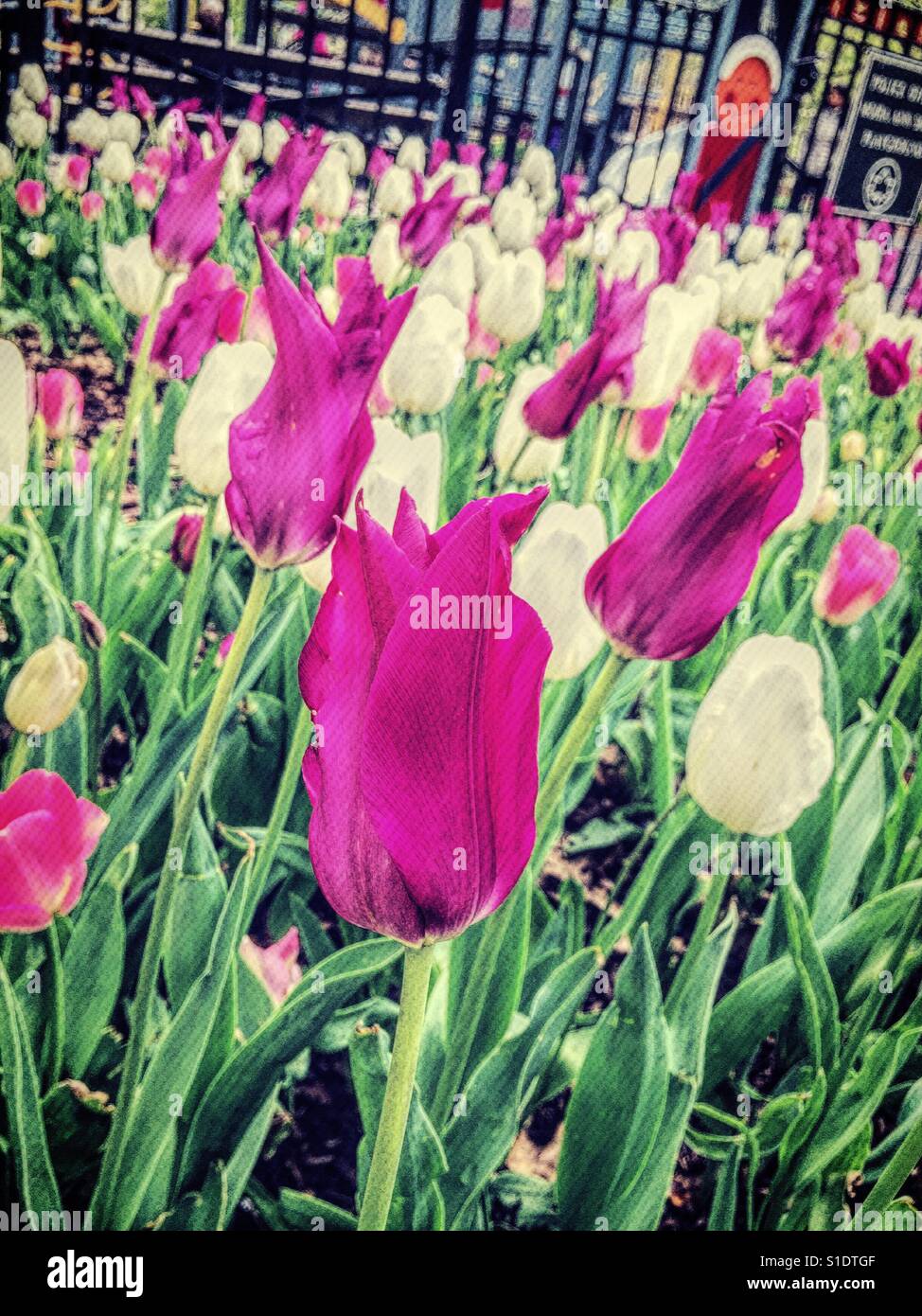 Magenta tulips in flower bed outside of children's playground, Central Park, NYC, USA - Smartphone Captured Stock Image