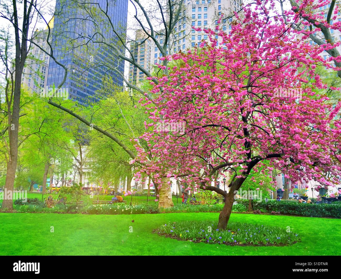Prairie fire crabapple tree in full bloom in Madison Square, Park ,NYC